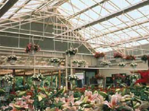 Spacious greenhouse interior with a high glass ceiling and hanging baskets.