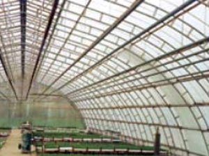 Wide interior of a greenhouse with a curved glass ceiling, metal framework, and rows of plants. Soft, diffused light creates a calm atmosphere.