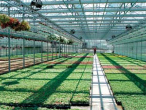 Interior of a large greenhouse with rows of vibrant green plants under a steel framework.